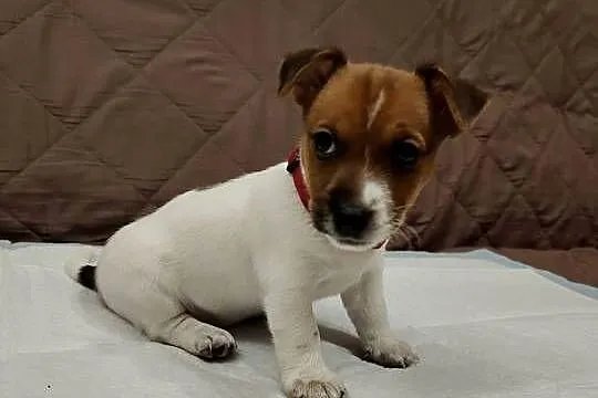 Jack Russell Terrier suczka, Łódzkie, Pabianice
