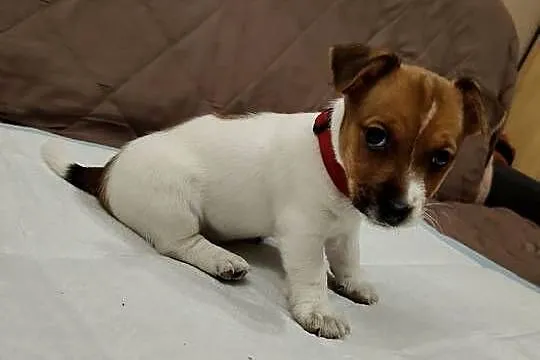 Jack Russell Terrier suczka, Łódzkie, Pabianice