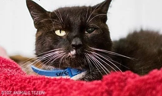 OTOZ Animals - Drutek - dostojny kocurek o wielkim