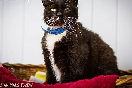 OTOZ Animals - Drutek - dostojny kocurek o wielkim