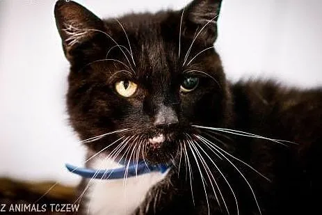 OTOZ Animals - Drutek - dostojny kocurek o wielkim