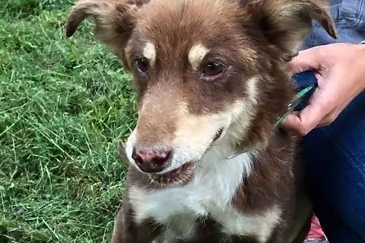BALTO czterema łapkami prosi o Dom,  wielkopolskie