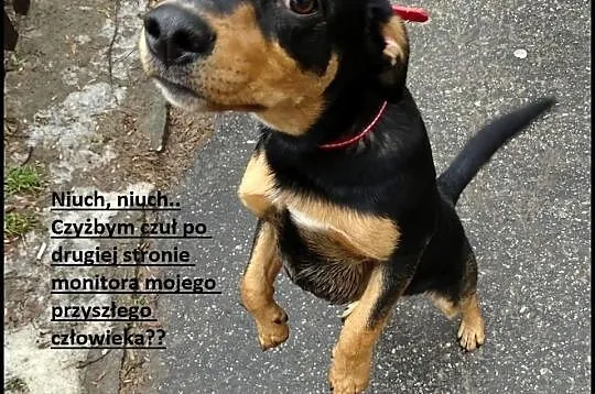 Jamnikowaty młodziak CORTEZ szuka domu