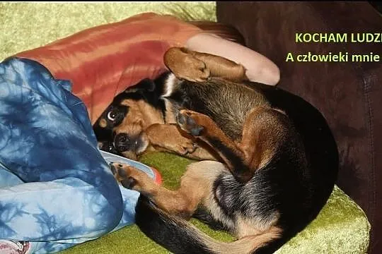 Jamnikowaty młodziak CORTEZ szuka domu