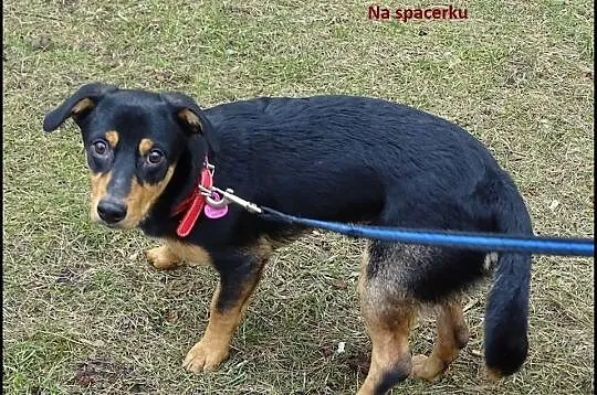 Jamnikowaty młodziak CORTEZ szuka domu