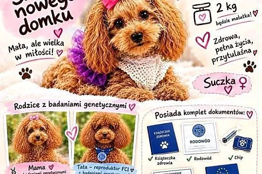 Layla odchowana pudel toy Paszport