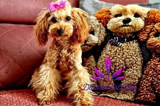 Layla odchowana pudel toy Paszport, Podkarpackie, Jasło