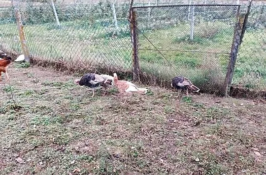 Sprzedam indyki staropolskie, Lubelskie, Smoryń