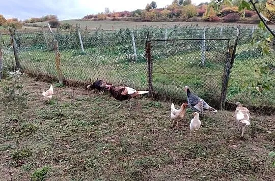 Sprzedam indyki staropolskie, Lubelskie, Smoryń