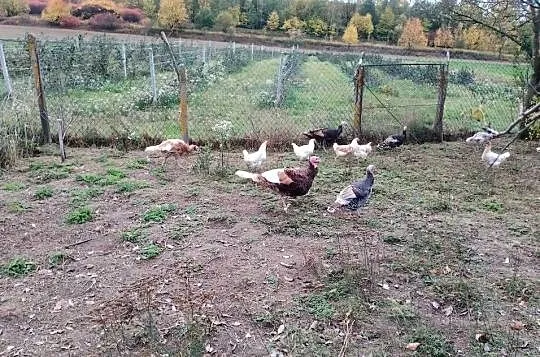 Sprzedam indyki staropolskie, Lubelskie, Smoryń