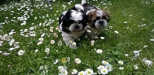 Szczenięta shih tzu, dolnośląskie Ząbkowice Śląsk