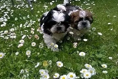 Szczenięta shih tzu,  dolnośląskie Ząbkowice Śląsk