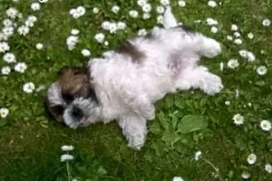 Szczenięta shih tzu,  dolnośląskie Ząbkowice Śląsk