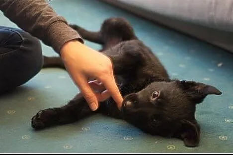 Uroczy ok. 3mies. Falkor czeka na nowy dom! ,  maz