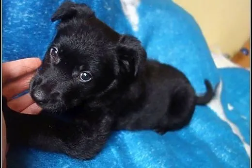 Uroczy ok. 3mies. Falkor czeka na nowy dom! ,  maz