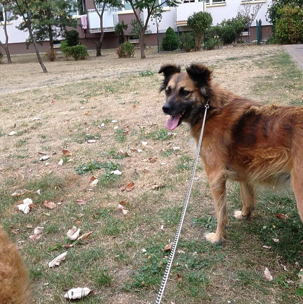 Rudzia – przepiękna suczka do adopcji