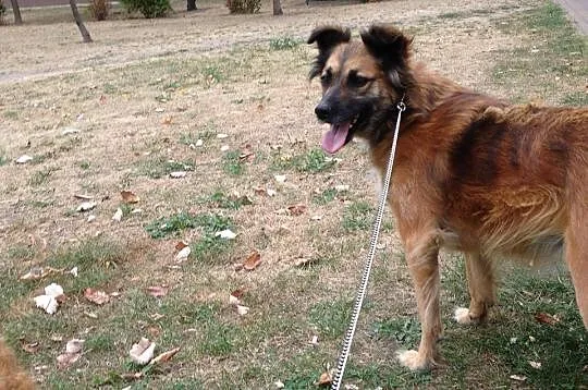 Rudzia – przepiękna suczka do adopcji