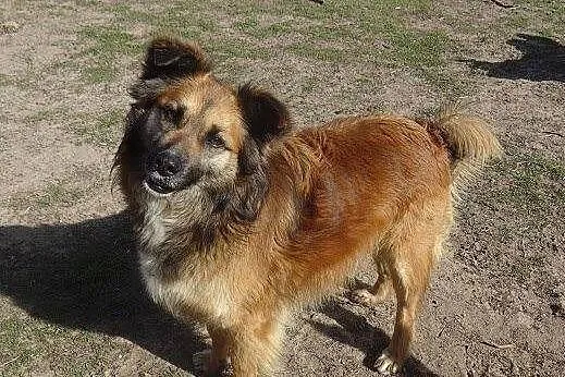 Rudzia – przepiękna suczka do adopcji
