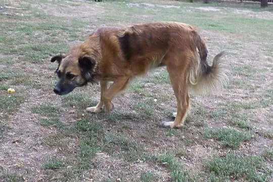 Rudzia – przepiękna suczka do adopcji