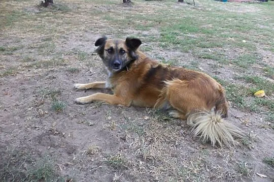 Rudzia – przepiękna suczka do adopcji