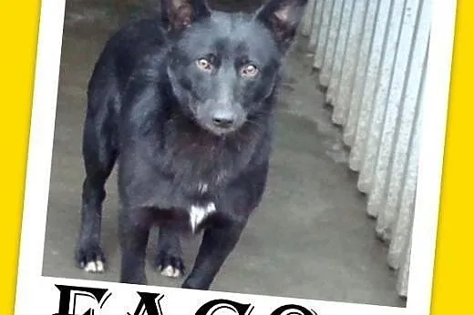 10kg,czujny,odważny,oddany opiekunom piesek FAGO,do domu z ogródkiem.ADOPCJA,  małopolskie Kraków
