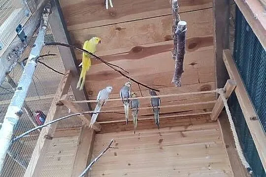 Likwidacja amatorska hodowlę papug 10 par legowych, Pomorskie, Darzlubie