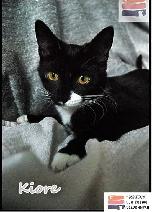 Kocie siostry do adopcji, kujawsko-pomorskie Toru