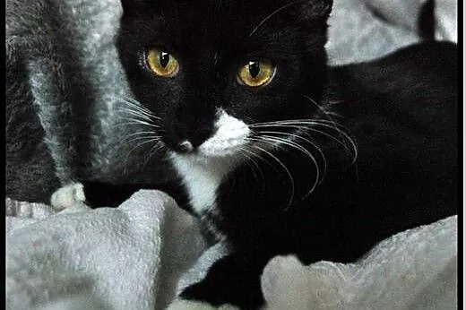 Kocie siostry do adopcji,  kujawsko-pomorskie Toru