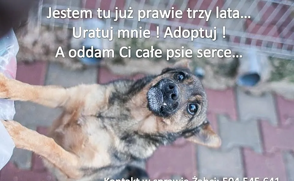 Żabcia