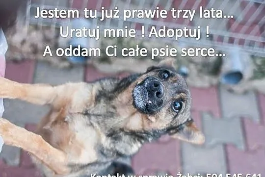 Żabcia