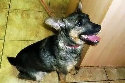 Żabcia