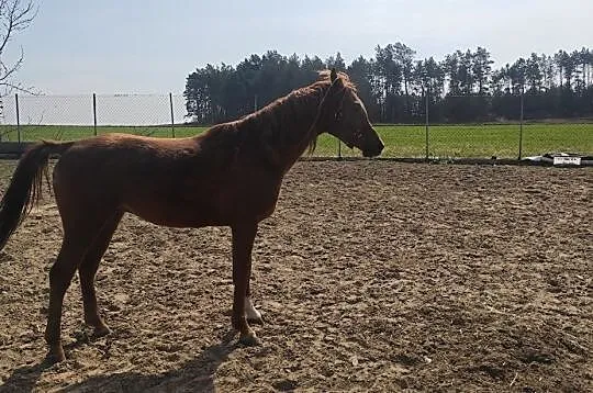 Ogier czystej krwi arabskiej CZAMANSUR, Mońki