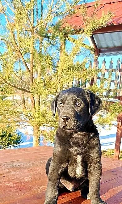 Labrador czarny szczeniak, Śląskie, Katowice