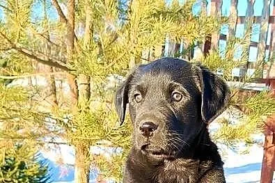 Labrador czarny szczeniak, Śląskie, Katowice