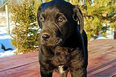 Labrador czarny szczeniak, Śląskie, Katowice