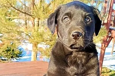 Labrador czarny szczeniak, Śląskie, Katowice