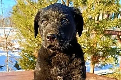 Labrador czarny szczeniak, Śląskie, Katowice