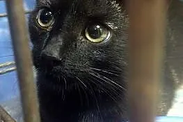 Shadow