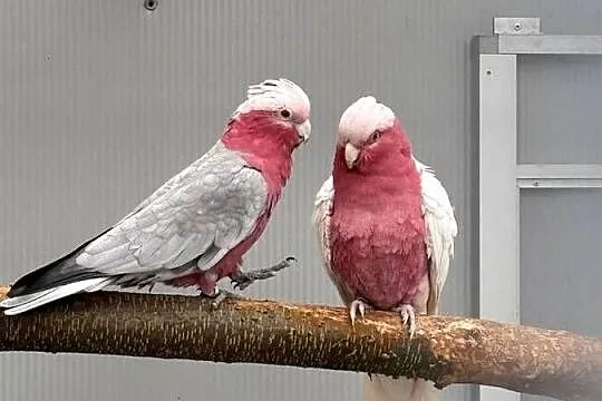 Kakadu Różowa Lutino para 22/21, Małopolskie, Kłaj