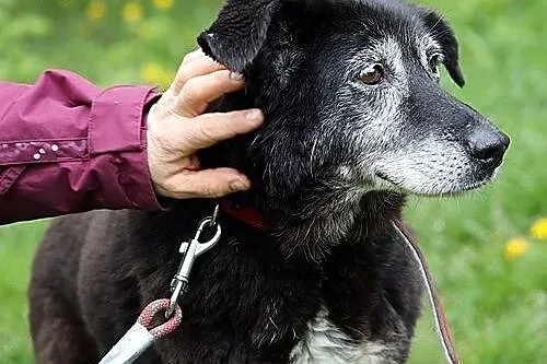 Masza grzeczna, cicha i spokojna,  śląskie Gliwice