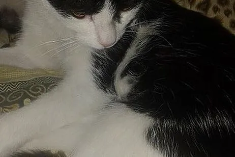 Ośmiomiesięczna kicia Sara