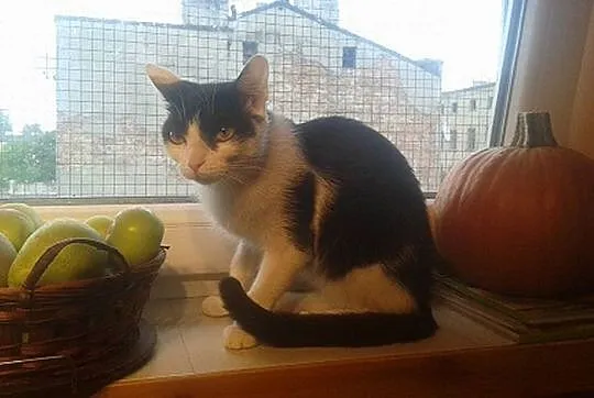 Ośmiomiesięczna kicia Sara