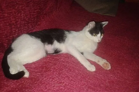 Ośmiomiesięczna kicia Sara