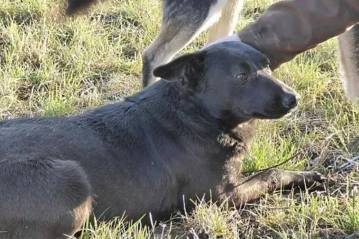 LOTKA piękna sunia, łagodna do dzieci, idealny przyjaciel rodziny,  wielkopolskie Poznań