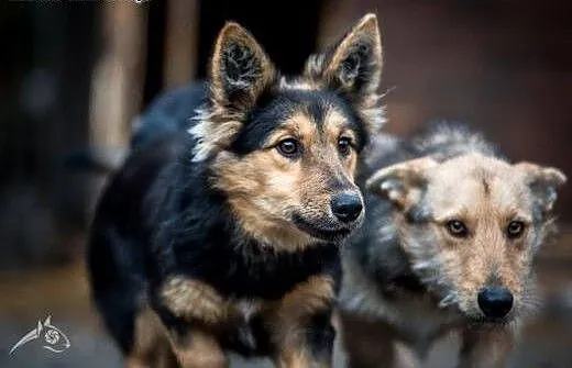 Sunia Chałka i psiak Gucio polecają się do adopcji