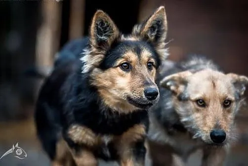 Sunia Chałka i psiak Gucio polecają się do adopcji