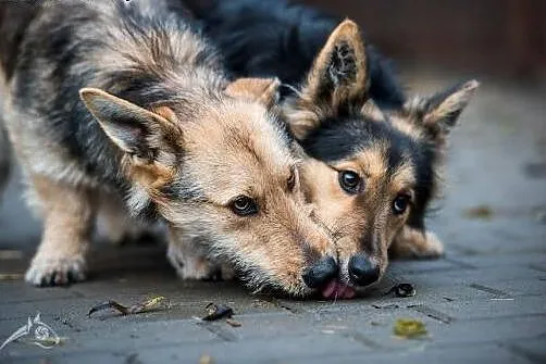 Sunia Chałka i psiak Gucio polecają się do adopcji