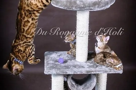 .. Kocięta bengalskie Du Royaume d'Holi .. do reze
