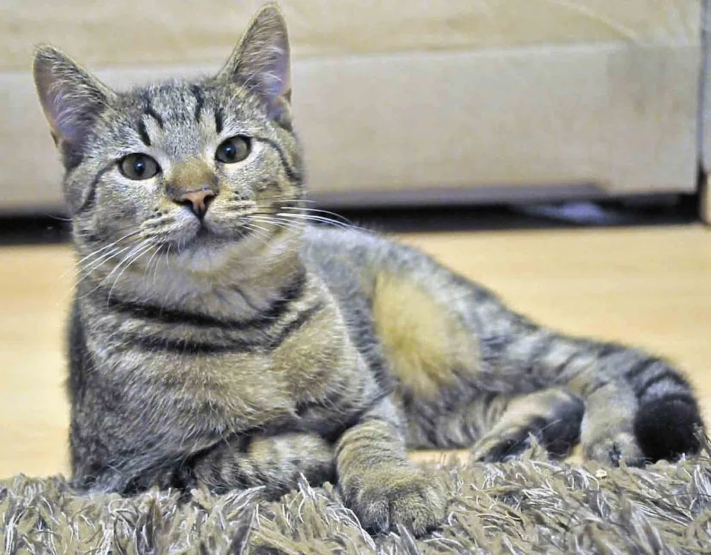 4 miesięczny kocurek Tiger szuka domu