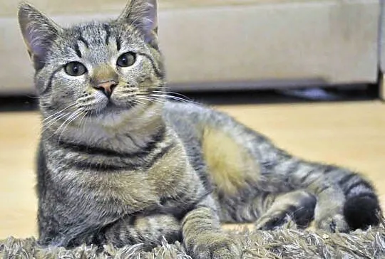 4 miesięczny kocurek Tiger szuka domu